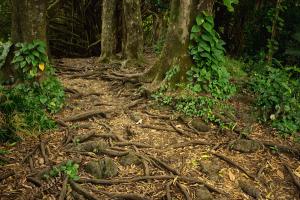 Path and Tree Roots at Rainbow Falls #93081 Path and Tree Roots at Rainbow Falls #93081