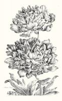 Heroic Peony #81412 Heroic Peony #81412