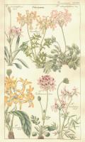 Geraniaceae Plate 306 #81420 Geraniaceae Plate 306 #81420