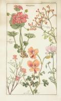 Geranaiaceae Plate 319 #81421 Geranaiaceae Plate 319 #81421