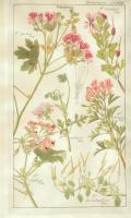 Geraniaceae Plate 323 #81422 Geraniaceae Plate 323 #81422
