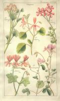 Geranaiaceae Plate 326 #81423 Geranaiaceae Plate 326 #81423