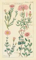 Geraniaceae 4 #81427 Geraniaceae 4 #81427