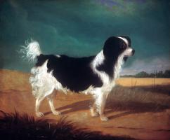 King Charles Spaniel #81481 King Charles Spaniel #81481