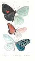 Lepidopteres 1, Emile Blanchard #85423 Lepidopteres 1, Emile Blanchard #85423