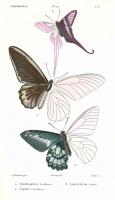 Lepidopteres 2, Emile Blanchard #85424 Lepidopteres 2, Emile Blanchard #85424