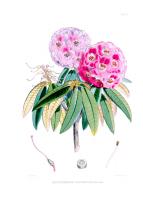Rhodedendrum Campbelliae #81403 Rhodedendrum Campbelliae #81403