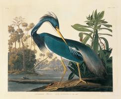 Louisiana Heron Plate 217 #81460 Louisiana Heron Plate 217 #81460