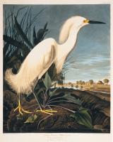 Snowy Heron or White Egret #81462 Snowy Heron or White Egret #81462