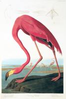American Flamingo #81463 American Flamingo #81463