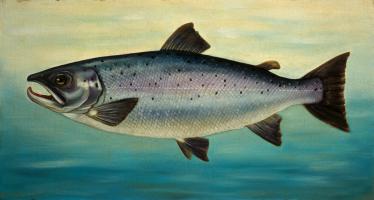 Atlantic Salmon #81474 Atlantic Salmon #81474