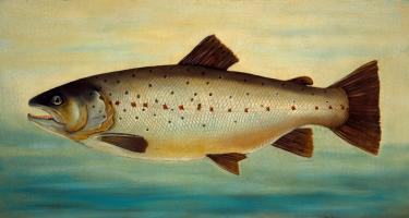 Brown Trout #81475 Brown Trout #81475