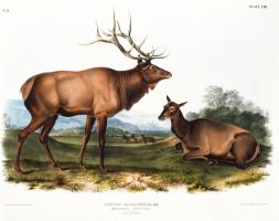 American Elk #81476 American Elk #81476