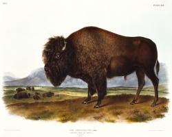 American Bison #81477 American Bison #81477