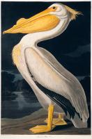 Birds of N America 2, JJ Audubon #85430 Birds of N America 2, JJ Audubon #85430