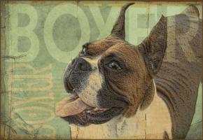 Boxer #86777 Boxer #86777