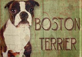 Boston Terrier #86784 Boston Terrier #86784