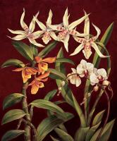 Orchid Trio I #RDI4132 Orchid Trio I #RDI4132