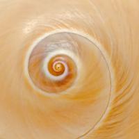 Sea Shell Abst #19 #77332 Sea Shell Abst #19 #77332