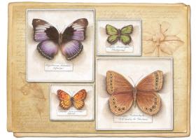 Butterfly Specimen A #87462 Butterfly Specimen A #87462