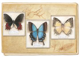 Butterfly Specimen B #87463 Butterfly Specimen B #87463
