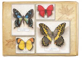 Butterfly Specimen C #87464 Butterfly Specimen C #87464