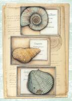Fossil Specimen A #87471 Fossil Specimen A #87471
