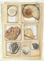 Fossil Specimen B #87472 Fossil Specimen B #87472
