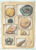 Fossil Specimen C #87473 Fossil Specimen C #87473