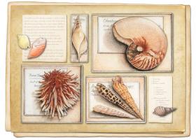 Shell Specimen A #87483 Shell Specimen A #87483