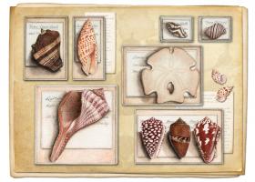 Shell Specimen B #87484 Shell Specimen B #87484