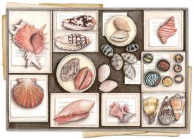 Shell Specimen C 1 #87485 Shell Specimen C 1 #87485