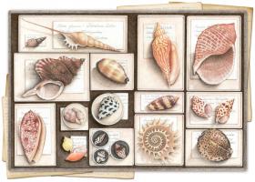 Shell Specimen D #87487 Shell Specimen D #87487