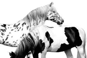 Spotted and Pinto #SCT115297 Spotted and Pinto #SCT115297