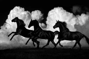 Wild Horses #SCT115298 Wild Horses #SCT115298