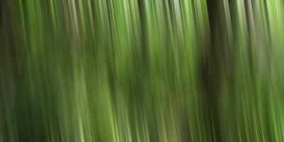 Tree motion #SK113924 Tree motion #SK113924