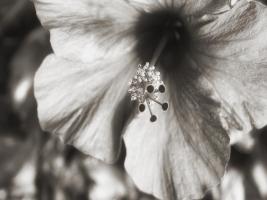 USA, Hawaii, Kauai, Hibiscus #SK113925 USA, Hawaii, Kauai, Hibiscus #SK113925