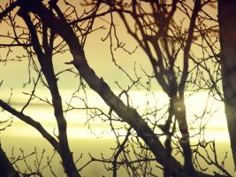 Aspen Sunset #SK113936 Aspen Sunset #SK113936