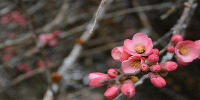 Crabapple Tree blossoms #SK113939 Crabapple Tree blossoms #SK113939