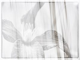 Black and white clematis #SK113941 Black and white clematis #SK113941