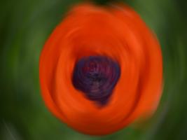 Orange Poppy #SK113946 Orange Poppy #SK113946