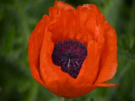 Orange Poppy #SK113947 Orange Poppy #SK113947