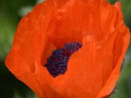 Orange Poppy #SK113948 Orange Poppy #SK113948