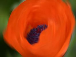 Orange Poppy #SK113949 Orange Poppy #SK113949