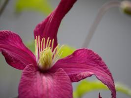 Pink Clematis #SK113951 Pink Clematis #SK113951