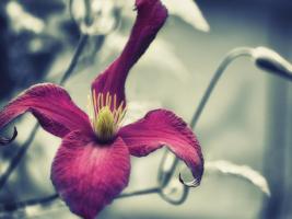 Pink Clematis #SK113952 Pink Clematis #SK113952