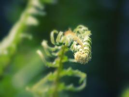Garden Fern #SK113954 Garden Fern #SK113954