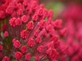 Pink Flower #SK113955 Pink Flower #SK113955