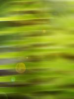 Abstract green flora #SK113956 Abstract green flora #SK113956