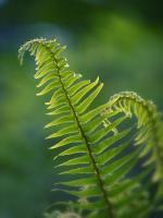 Garden Fern #SK113957 Garden Fern #SK113957